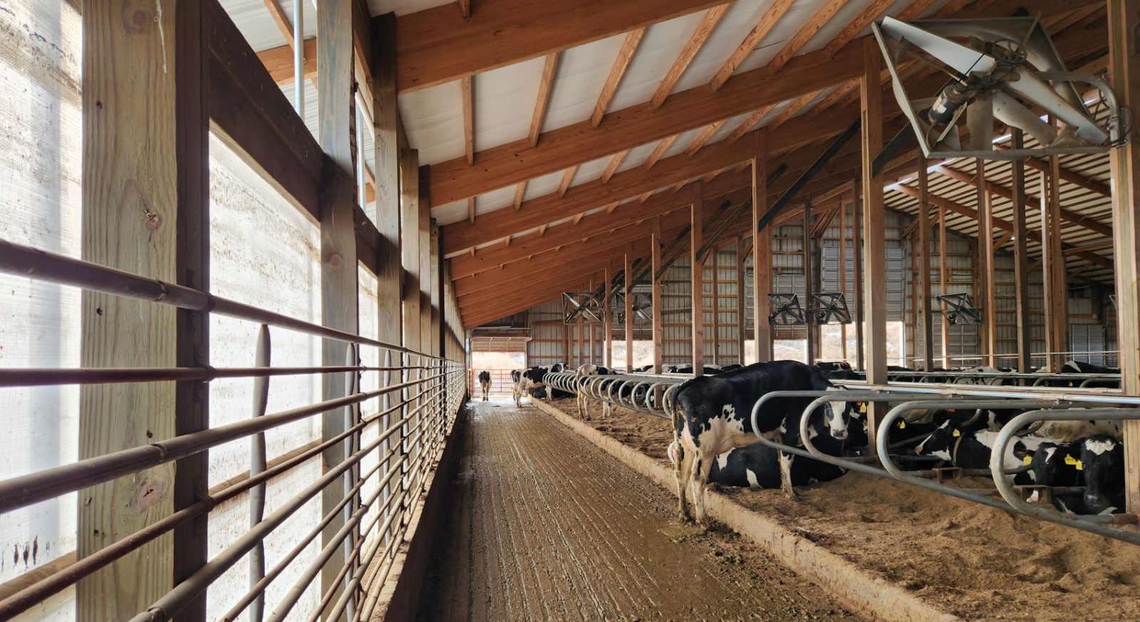 Award-winning dairy livestock facility interior with free-stall housing